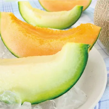 japanese green melon grown in sandy soil suited for melons