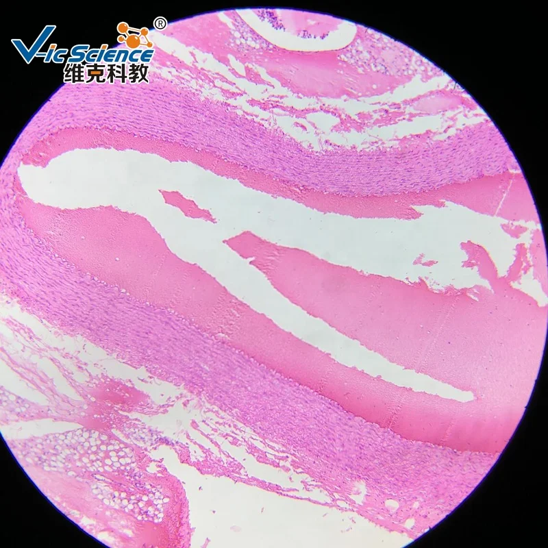 
Histology Vascular Injection Contrast Prepared Slides of Liver and Lung 