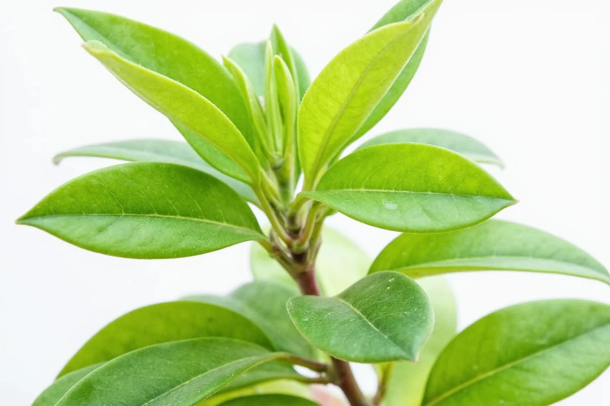 how to grow money plant