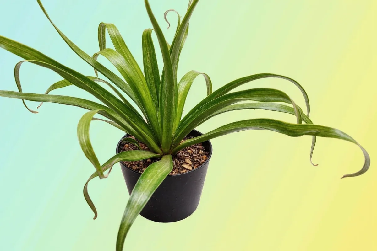 does a snake plant need sunlight