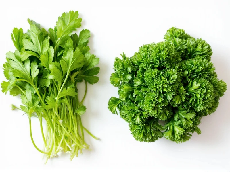 Cilantro vs Parsley: Clear Differences Explained