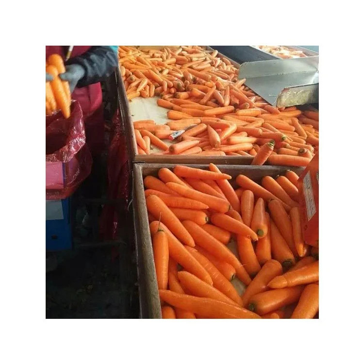 
Fresh wholesale Chinese spot carrots 