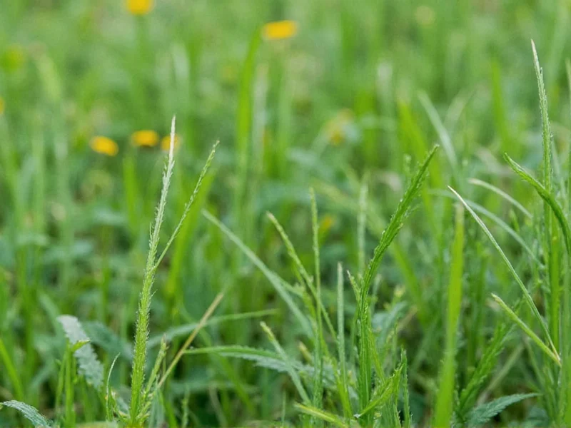 Best Substitutes for Dill Weed: Practical Cooking Alternatives