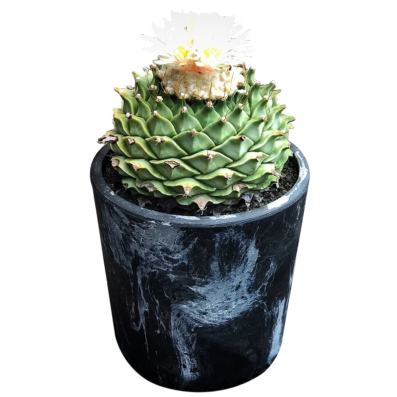 
Perennial Cactus Obregonia denegrii 