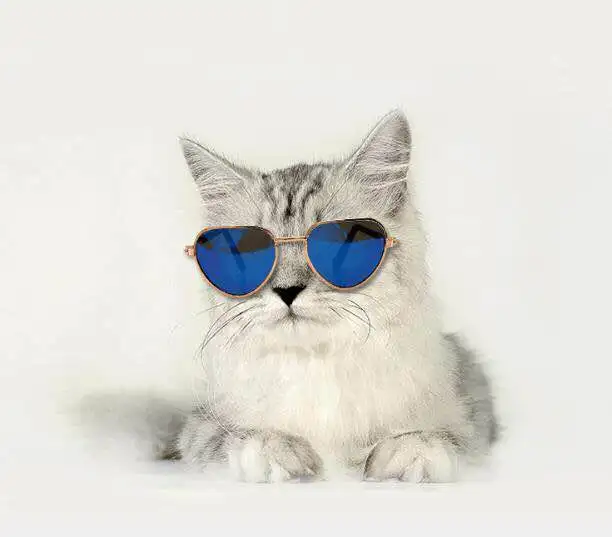 

New fashion mini pet sunglasses unique cat dog glasses