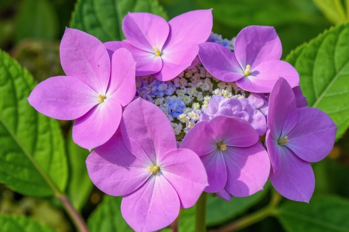 are hydrangea plants perennials