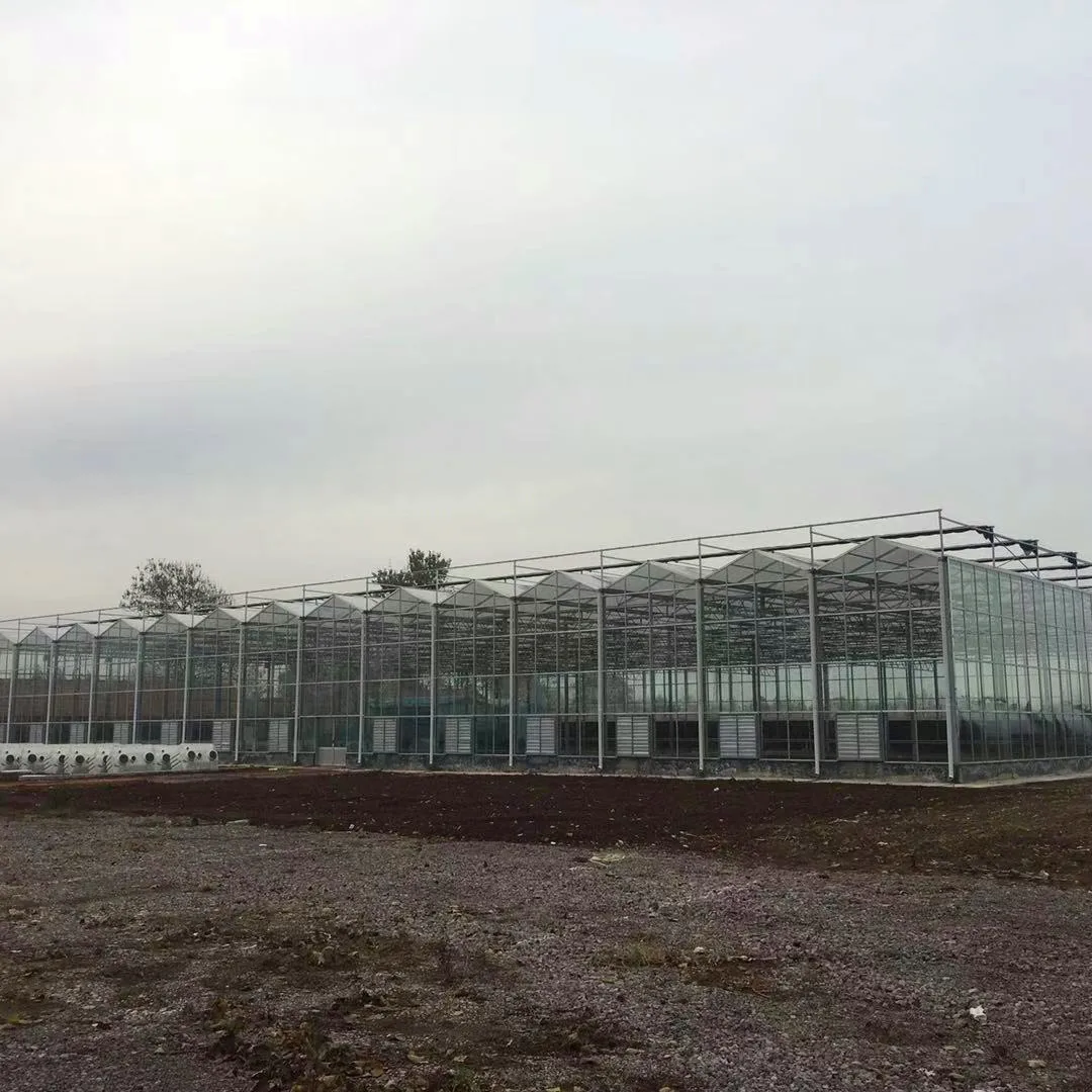 Glass greenhouse (4)