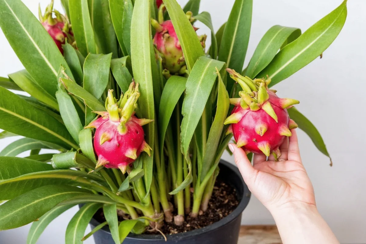 how to care dragon fruit plant