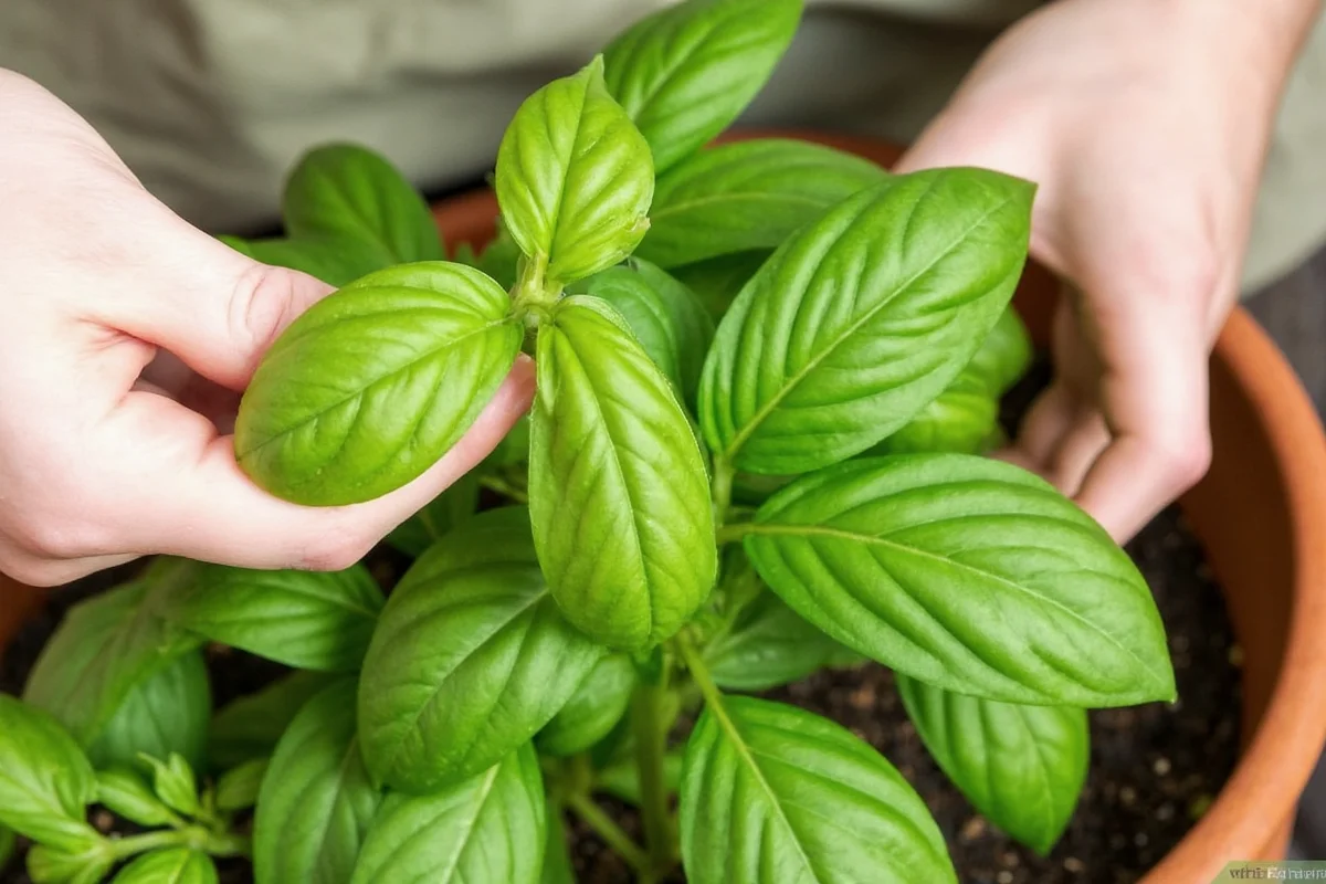 how do you cut fresh basil from the plant