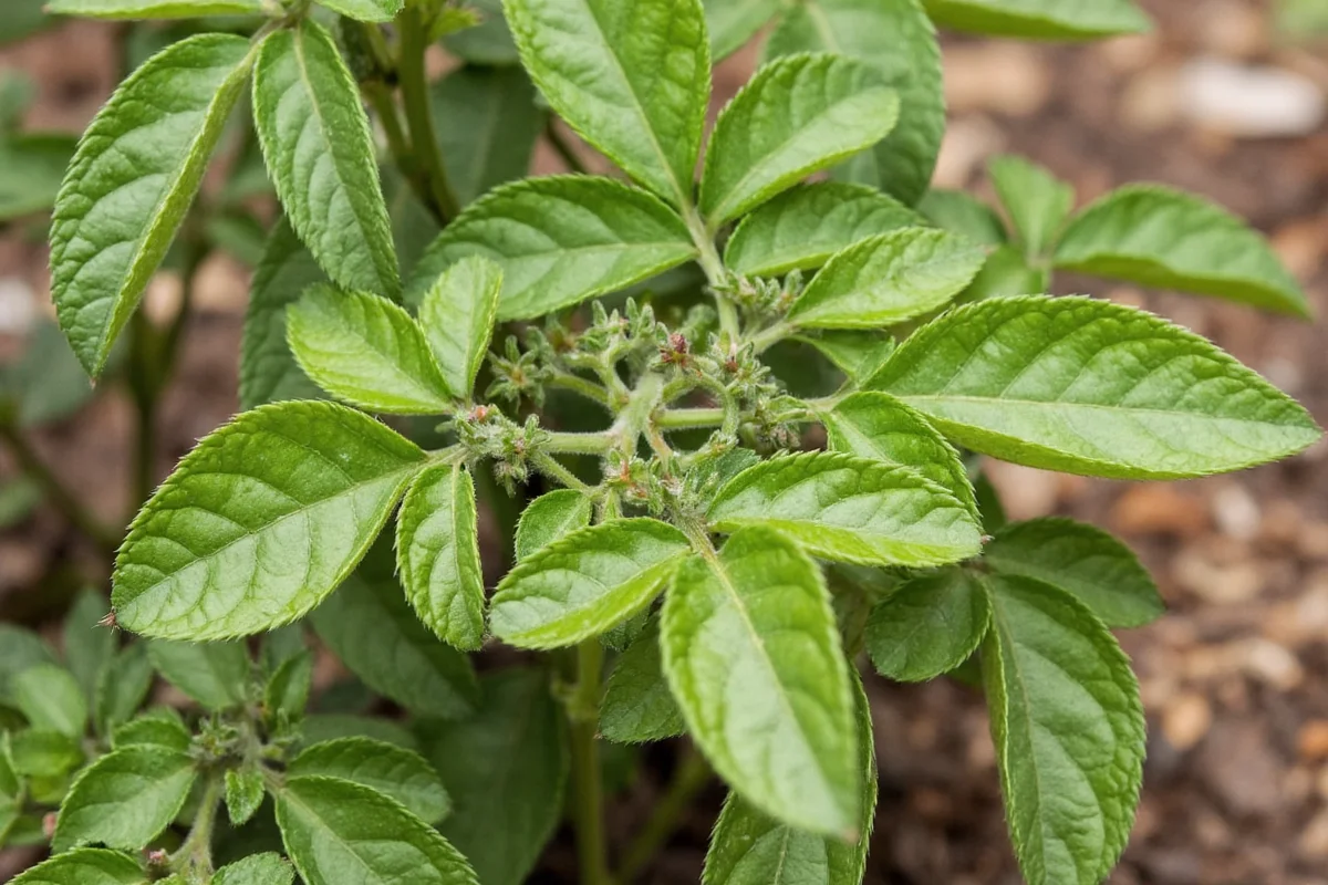 how cold is too cold for tomato plants