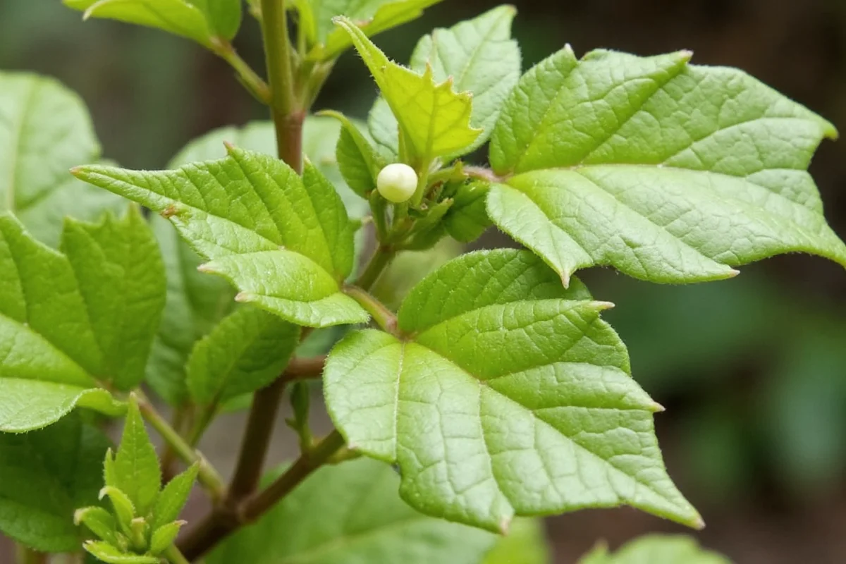 is the kalanchoe plant poisonous to cats