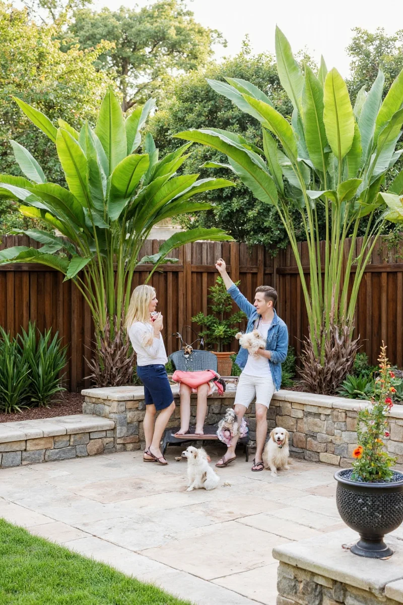 Close-up of spider plant and peperomia placed in ceramic pots around a dog-friendly lawn in a tropical garden environment.