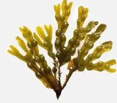 Free Shipping Fucus Vesiculosus/Bladderwrack Extract Bladderwrack Powder Raw Material 20:1 In Bulk