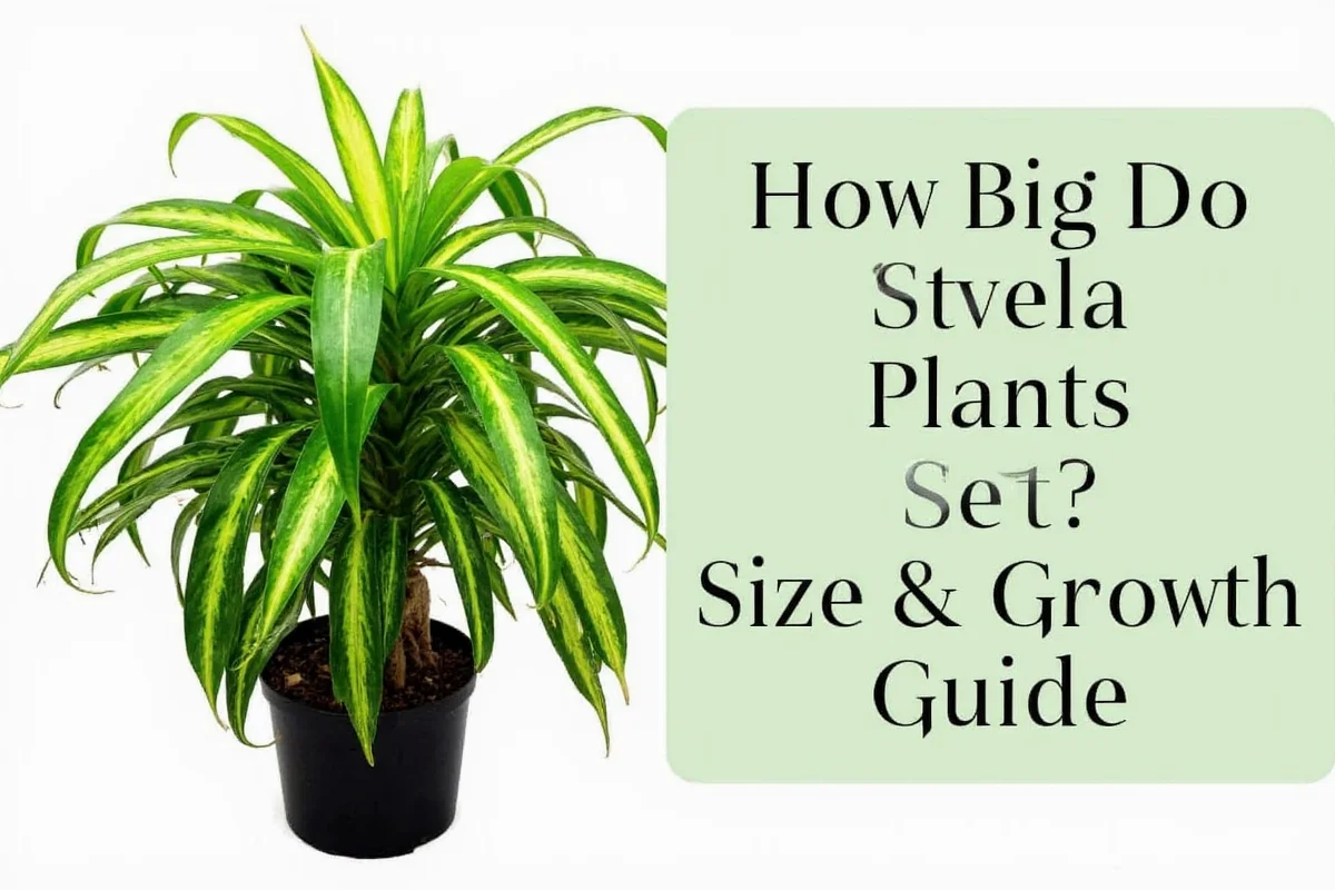 how big do prayer plants get