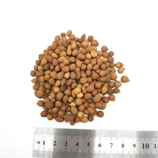 
GMP Factory supply Chinese Bushberry seed 