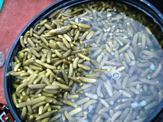 
cornichons Pickled cucumbers gherkins 