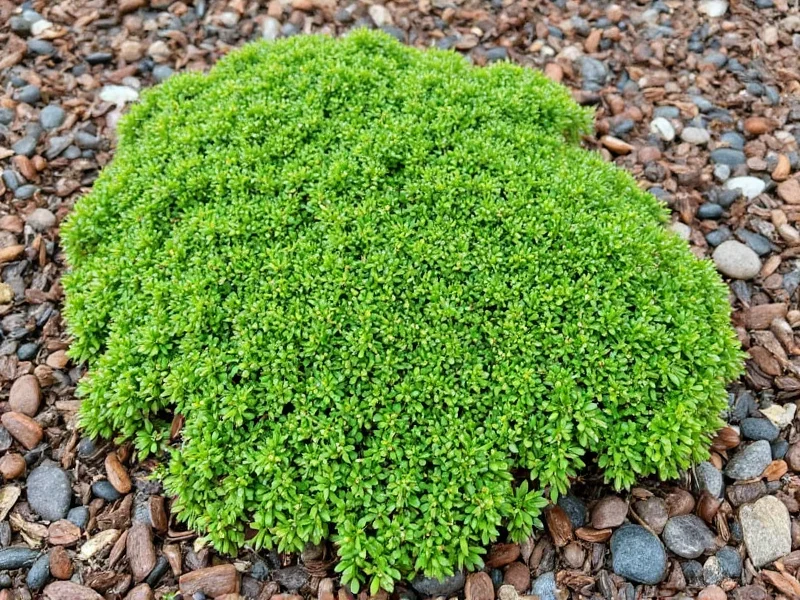 Creeping Thyme in Florida: Climate Challenges & Alternatives