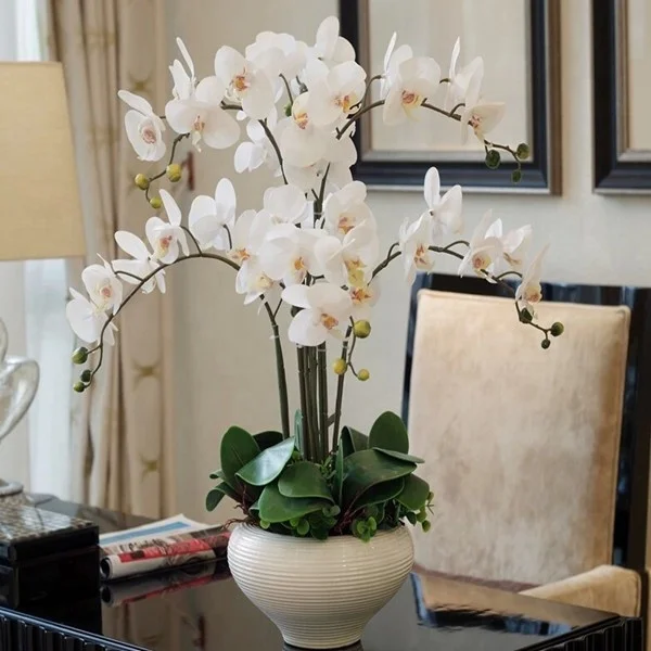 Орхидея в магазине. Фаленопсис приметы. Фаленопсис nashville. Орхидея 1258 lee. Украшение орхидеи в горшке.