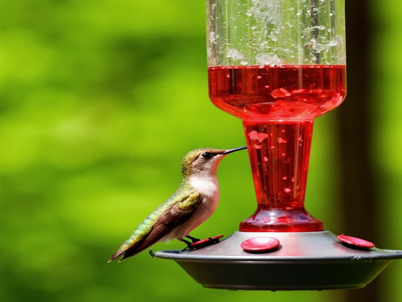 diy hummingbird feeders