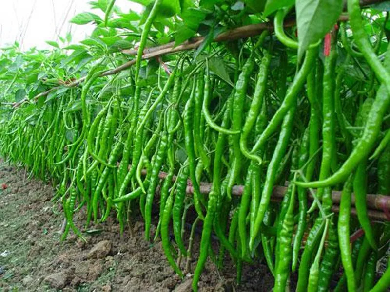 
HYBRID 1090 GREEN CHILLI SEEDS 