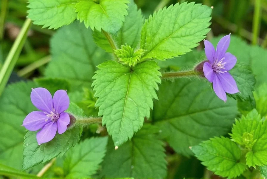 Blue Clover: The Truth About This Misunderstood Plant