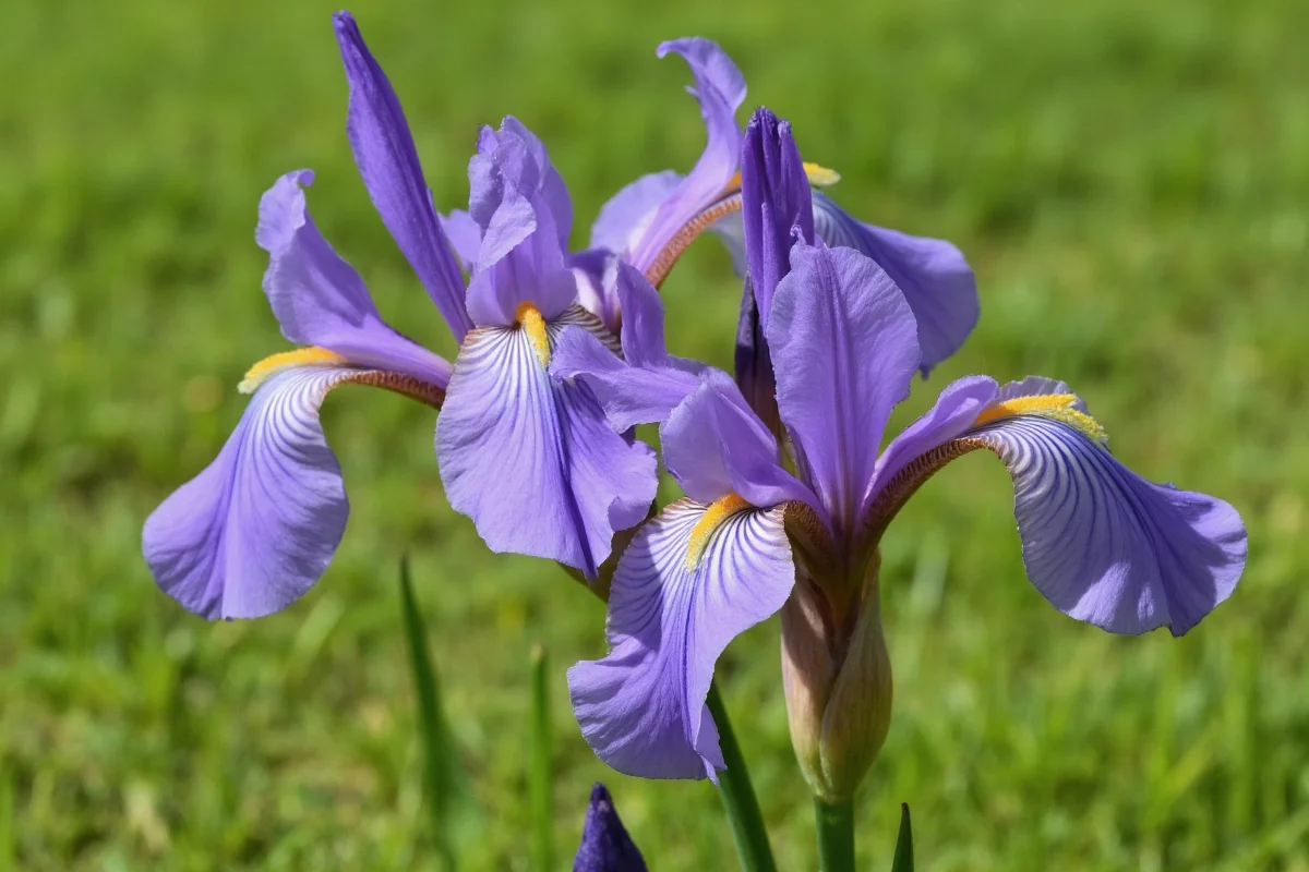 0324 iris