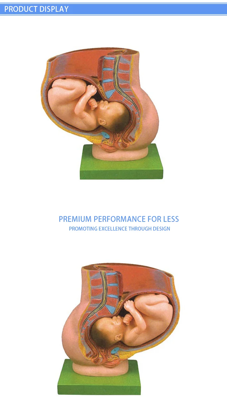 pregnant female reproductive system