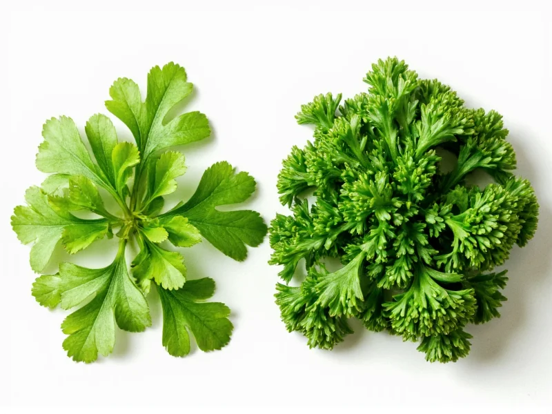 cilantro and parsley difference