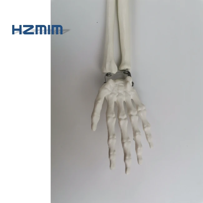 skull model plastic.jpg