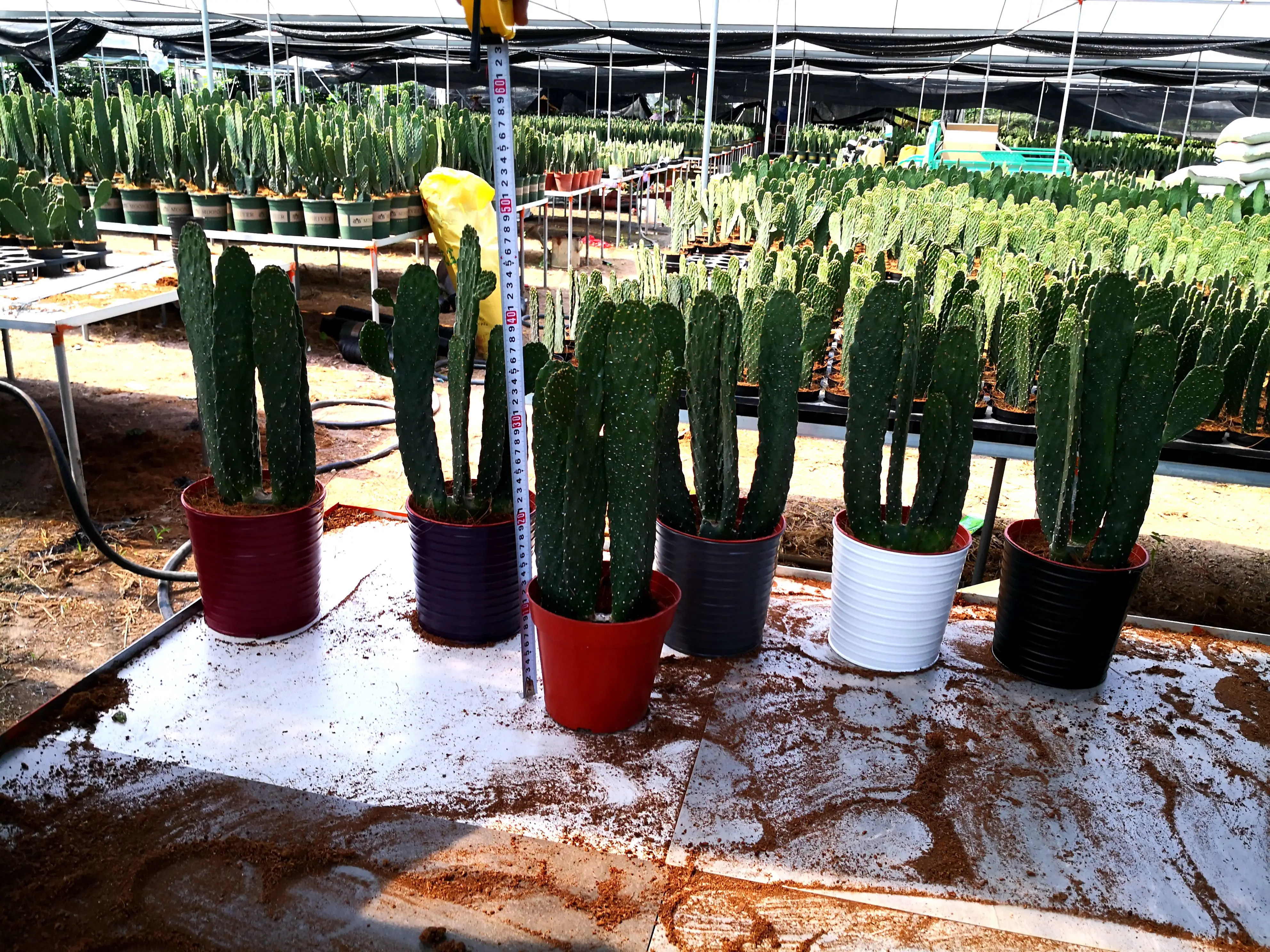 
cactus opuntia rubescens 