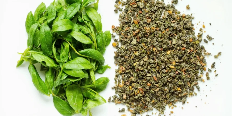 Fresh and Dried Herbs Side by Side