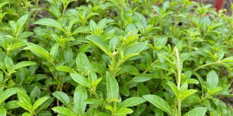 Growing summer savory indoors