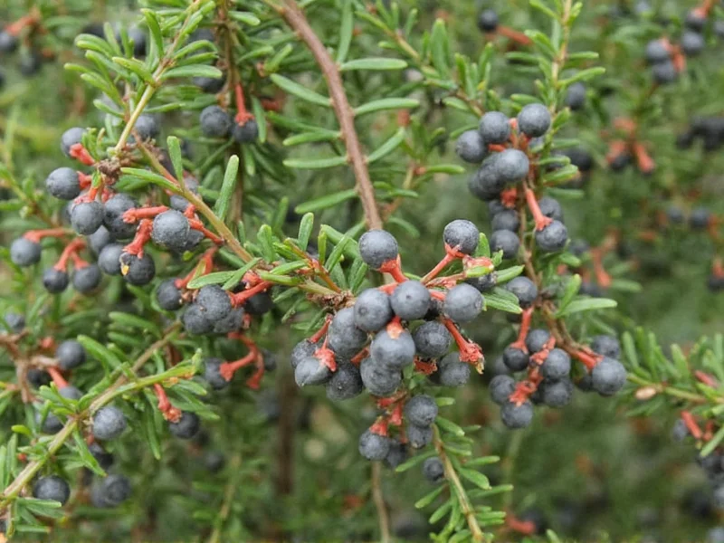 Juniper Berry Uses: Culinary, Medicinal & Practical Applications