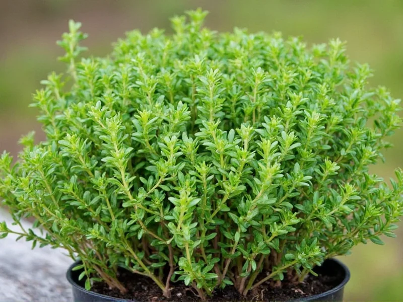 Mother of Thyme Plants: Where to Buy and How to Grow