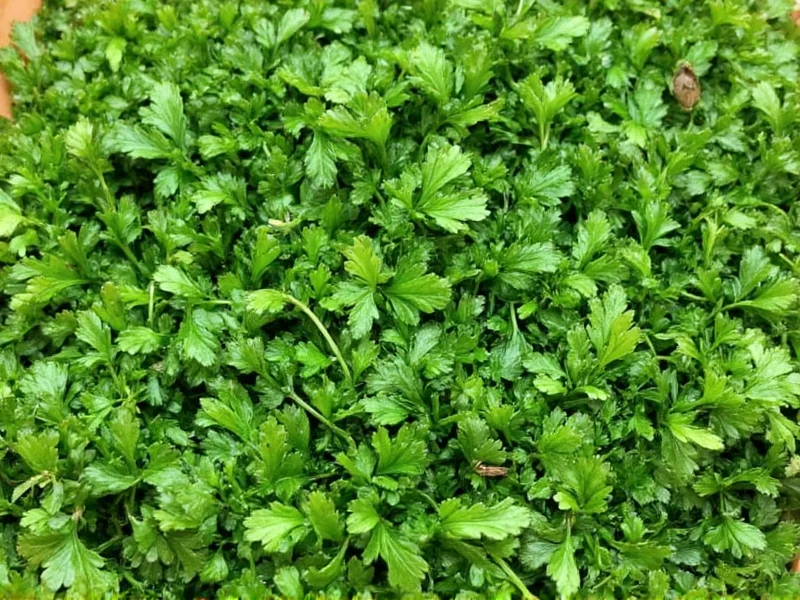 Fresh to Dried Parsley Conversion: Exact Measurements