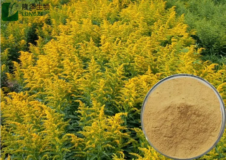 高品质的工厂供应黄金棒草药粉