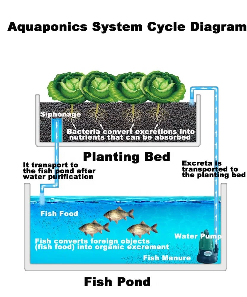 Aquaponics System Cycle Diagram.jpg