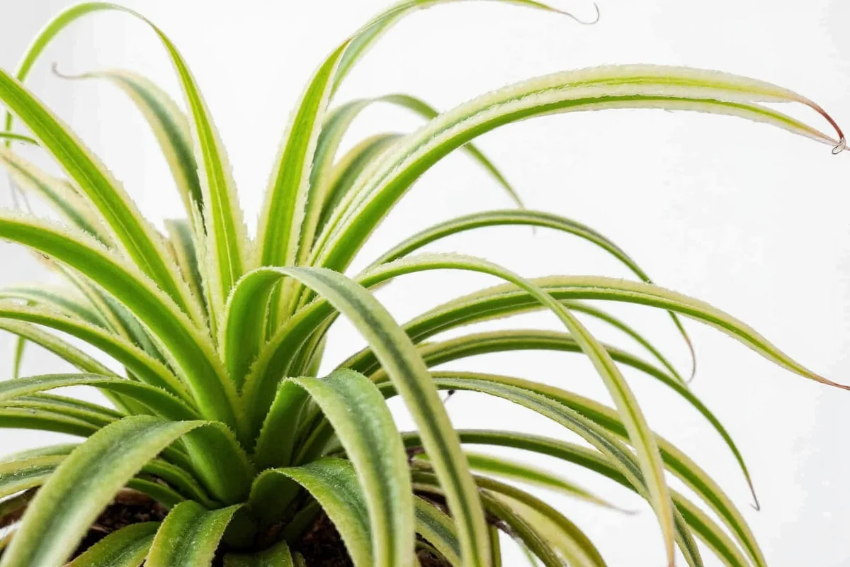 how big does spider plant get