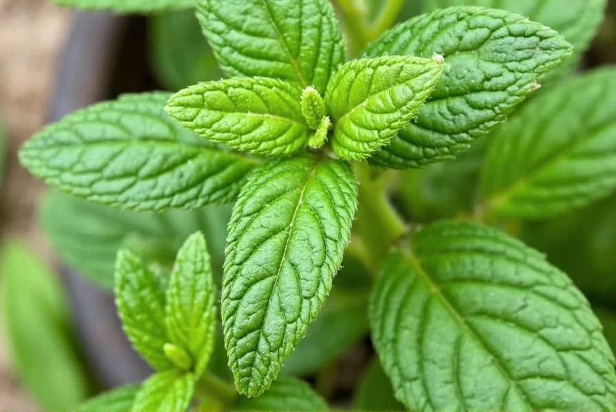 Mint Tea Cup