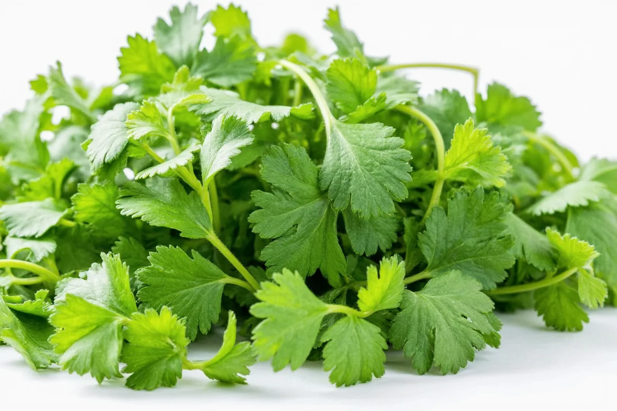 how to care for cilantro plants
