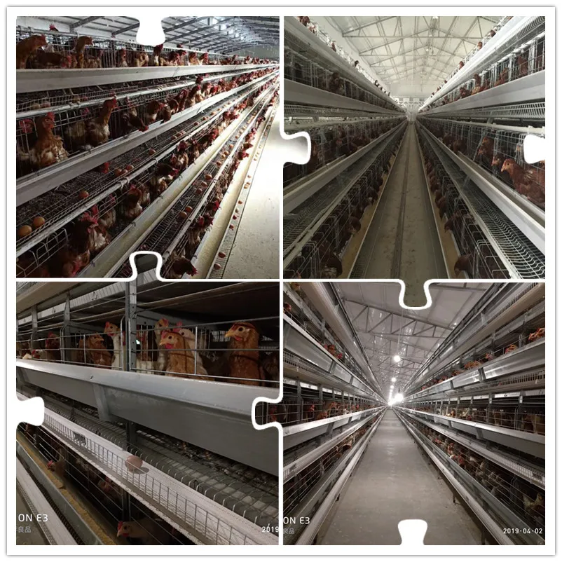 Jinmuren Poultry Farm Equipment Automatic H Type Layer 