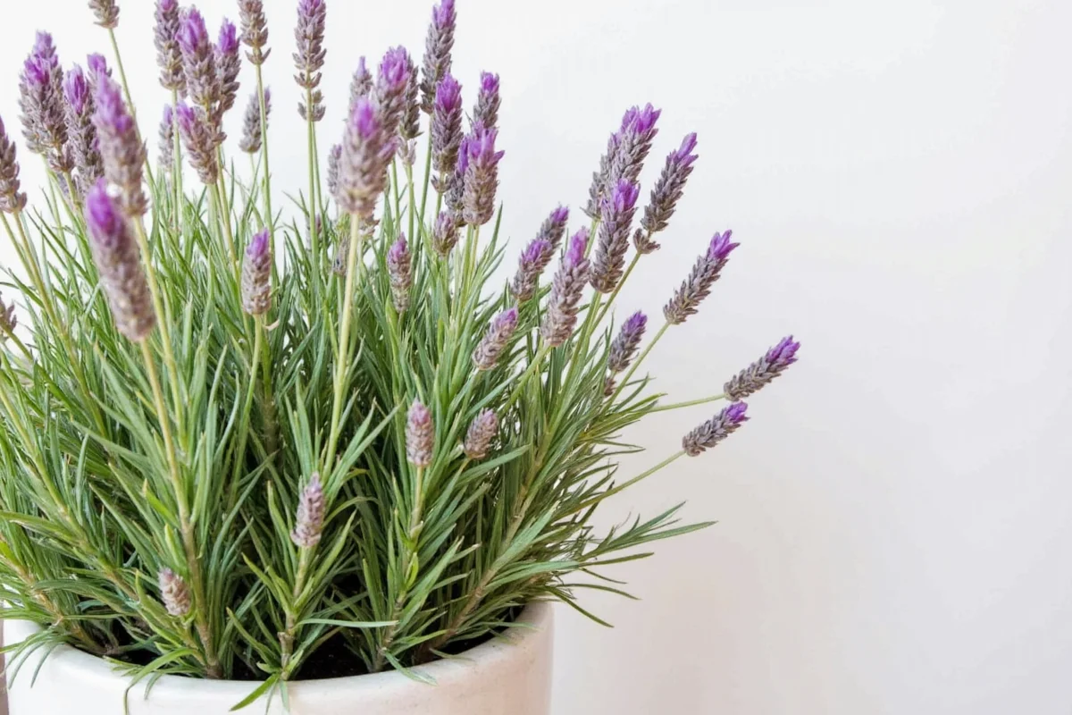 how to care for an indoor lavender plant