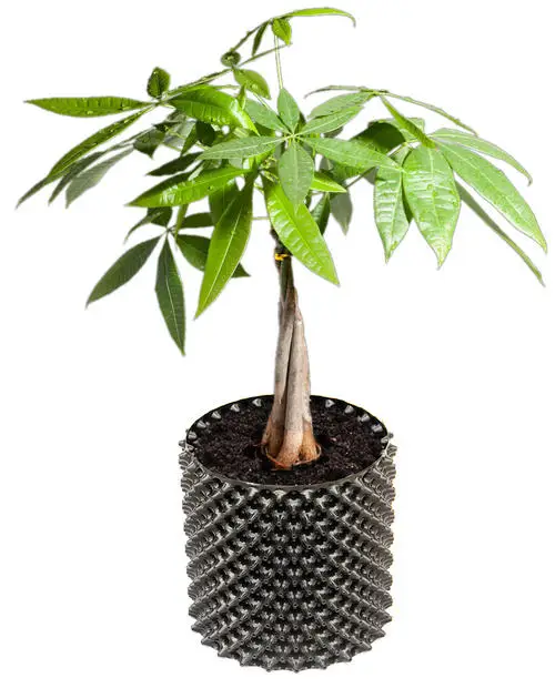 

Plastic plant root fast growth container pot controller air pruning pot for outdoor tree