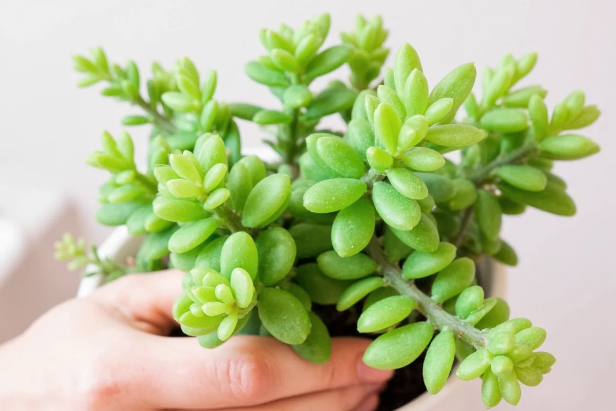 how do you propagate a jade plant