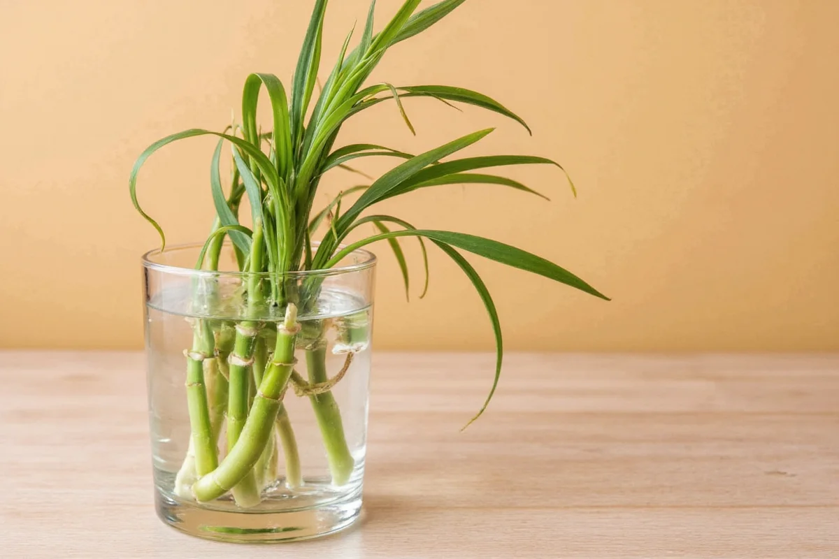 how to take care of bamboo plant in water