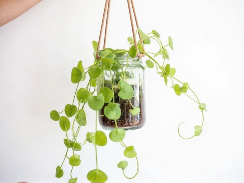 Recycled glass jar hanging planter with trailing pothos