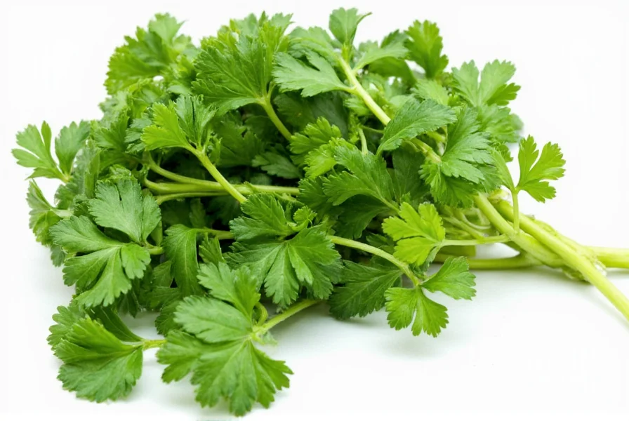 Conclusion image showing parsley and cilantro side by side