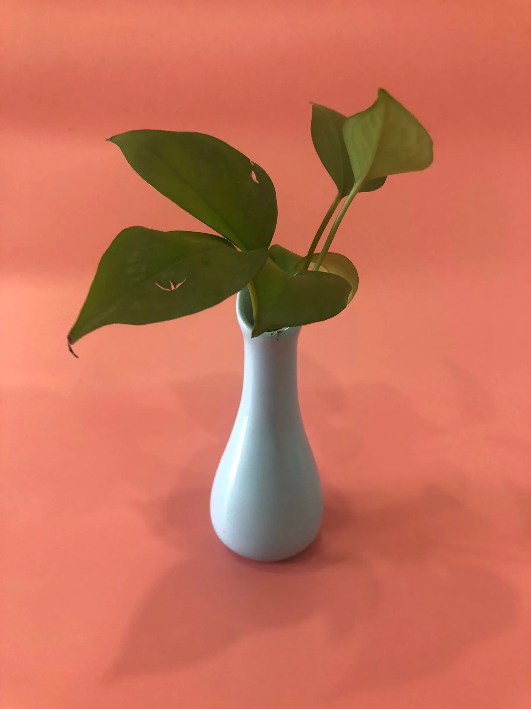 QQ20190816111847.jpg