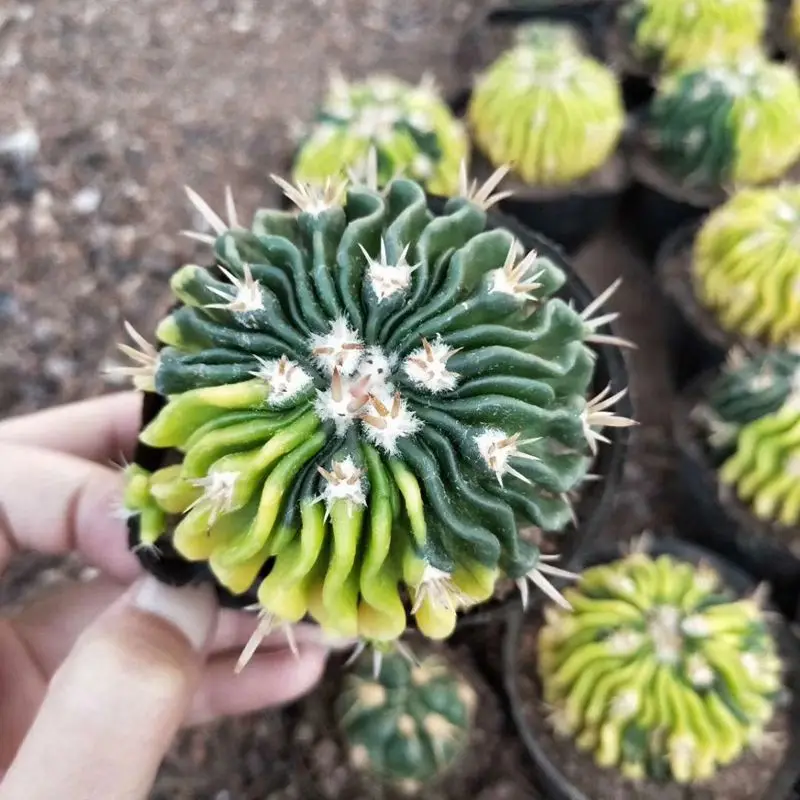 
Mini Garden cactus Indoor Office Home decoration Ornamental Colorful Growing Live Cactus or Gifts 