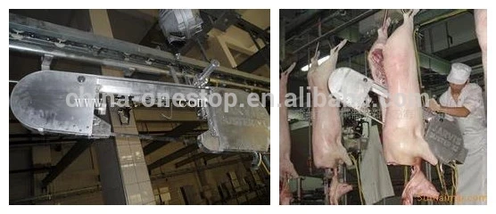 Pig carcass cutting saw in pig slaughterhouse